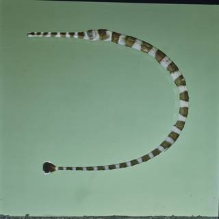 To NMNH Extant Collection (Dunckerocampus dactyliophorus FIN034496B Slide 120 mm)