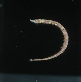 To NMNH Extant Collection (Festucalex FIN034504 Slide 120 mm)