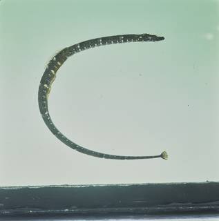 To NMNH Extant Collection (Halicampus boothae FIN034508B Slide 120 mm)