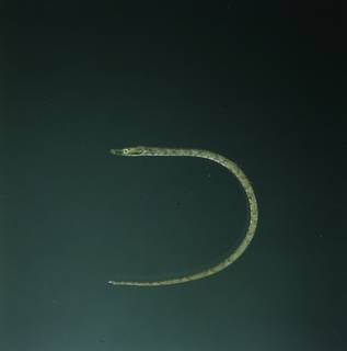 To NMNH Extant Collection (Halicampus edmondsoni FIN034510 Slide 120 mm)