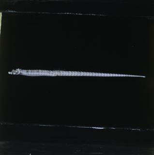 To NMNH Extant Collection (Halicampus spinirostris FIN034517B Slide 120 mm)