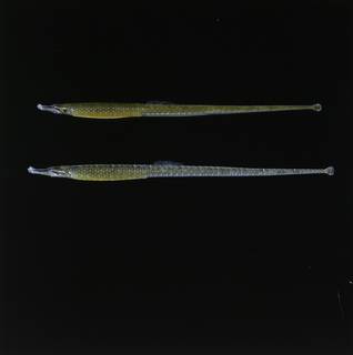 To NMNH Extant Collection (Hippichthys penicillus FIN034519 Slide 120 mm)