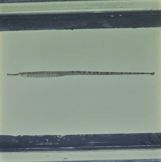 To NMNH Extant Collection (Hippichthys spicifer FIN034520 Slide 120 mm)