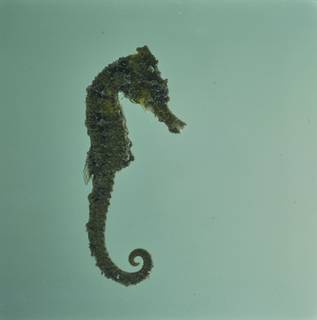 To NMNH Extant Collection (Hippocampus FIN034522 Slide 120 mm)