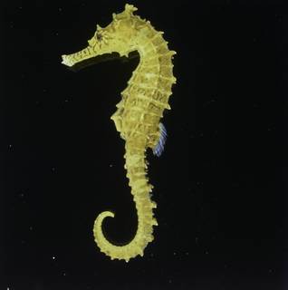 To NMNH Extant Collection (Hippocampus barbouri FIN034528 Slide 120 mm)