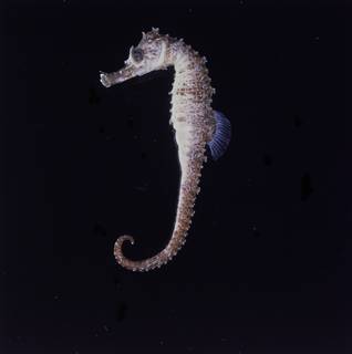 To NMNH Extant Collection (Hippocampus fisheri FIN034530 Slide 120 mm)