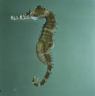 To NMNH Extant Collection (Hippocampus histrix FIN034531 Slide 120 mm)