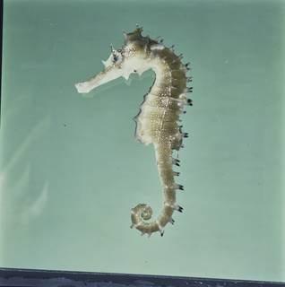 To NMNH Extant Collection (Hippocampus jayakari FIN034533 Slide 120 mm)