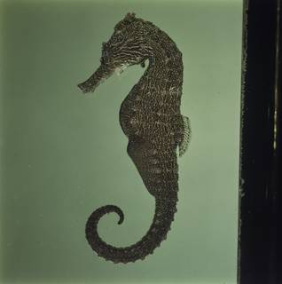 To NMNH Extant Collection (Hippocampus kuda FIN034534 Slide 120 mm)