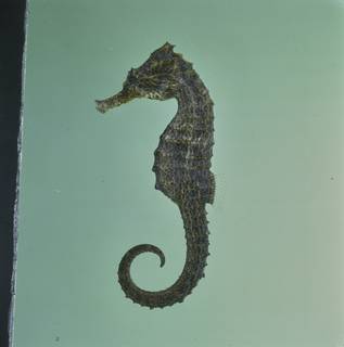 To NMNH Extant Collection (Hippocampus kuda FIN034535 Slide 120 mm)