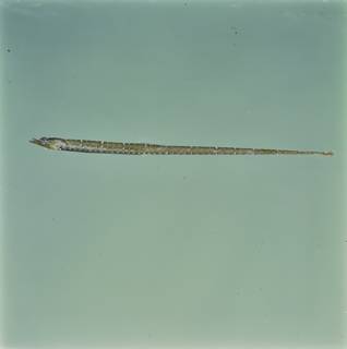 To NMNH Extant Collection (Micrognathus andersonii FIN034546B Slide 120 mm)