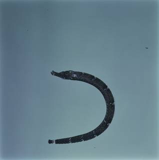 To NMNH Extant Collection (Phoxocampus diacanthus FIN034553 Slide 120 mm)