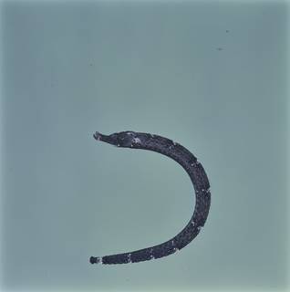 To NMNH Extant Collection (Phoxocampus diacanthus FIN034553B Slide 120 mm)