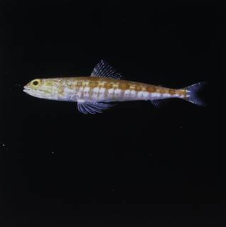 To NMNH Extant Collection (Synodus capricornis FIN034600 Slide 120 mm)
