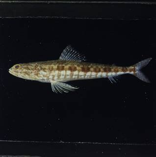 To NMNH Extant Collection (Synodus capricornis FIN034601 Slide 120 mm)