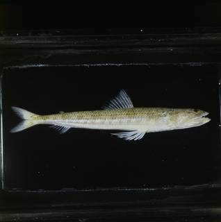 To NMNH Extant Collection (Synodus indicus FIN034617 Slide 120 mm)