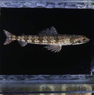 To NMNH Extant Collection (Synodus isolatus FIN034621 Slide 120 mm)