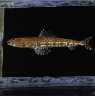 To NMNH Extant Collection (Synodus isolatus FIN034622 Slide 120 mm)