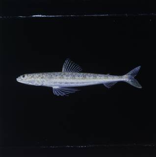 To NMNH Extant Collection (Synodus lobeli FIN034630 Slide 120 mm)