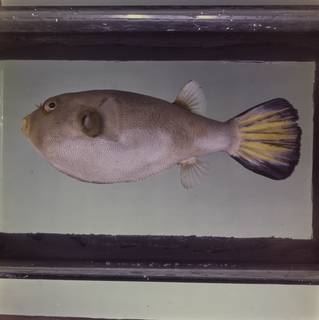 To NMNH Extant Collection (Arothron immaculatus FIN034704 Slide 120 mm)