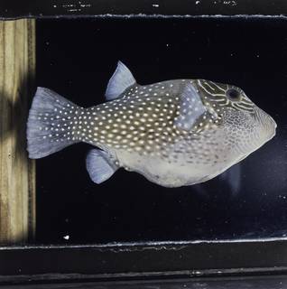 To NMNH Extant Collection (Canthigaster amboinensis FIN034729 Slide 120 mm)