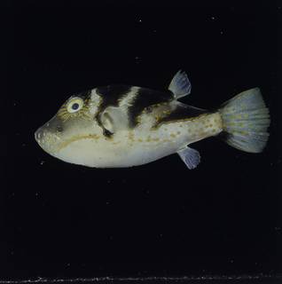 To NMNH Extant Collection (Canthigaster axiologus FIN034731 Slide 120 mm)
