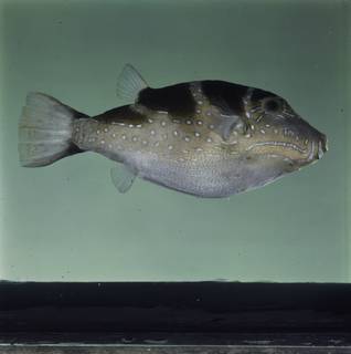 To NMNH Extant Collection (Canthigaster cyanospilota FIN034742 Slide 120 mm)