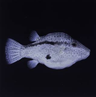 To NMNH Extant Collection (Canthigaster inframacula FIN034751B Slide 120 mm)