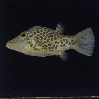 To NMNH Extant Collection (Canthigaster leoparda FIN034758 Slide 120 mm)