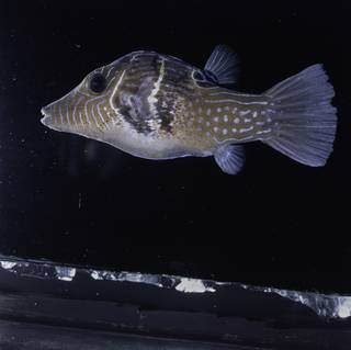 To NMNH Extant Collection (Canthigaster ocellicincta FIN034766 Slide 120 mm)