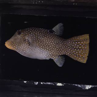 To NMNH Extant Collection (Canthigaster papua FIN034767 Slide 120 mm)