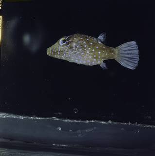 To NMNH Extant Collection (Canthigaster pygmaea FIN034770 Slide 120 mm)
