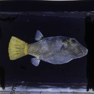 To NMNH Extant Collection (Canthigaster rapaensis FIN034772A Slide 120 mm)