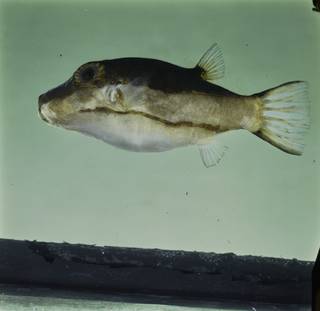 To NMNH Extant Collection (Canthigaster smithae FIN034775 Slide 120 mm)