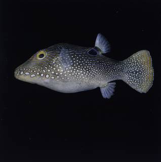 To NMNH Extant Collection (Canthigaster solandri FIN034778 Slide 120 mm)