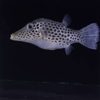 To NMNH Extant Collection (Canthigaster tyleri FIN034782 Slide 120 mm)