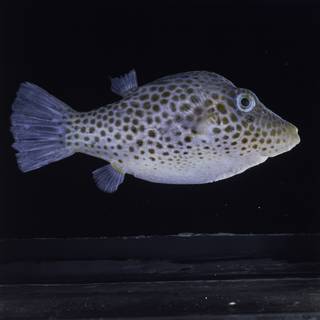 To NMNH Extant Collection (Canthigaster tyleri FIN034783 Slide 120 mm)