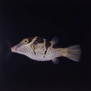 To NMNH Extant Collection (Canthigaster valentini FIN034785 Slide 120 mm)