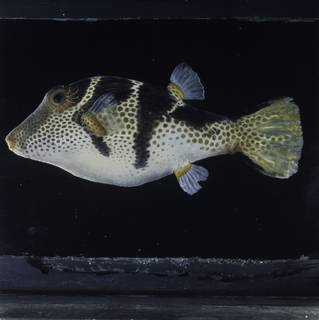 To NMNH Extant Collection (Canthigaster valentini FIN034787 Slide 120 mm)