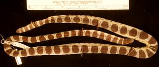 To NMNH Extant Collection (USNM 213475 dorsal)