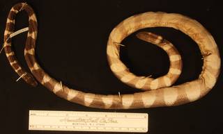 To NMNH Extant Collection (USNM 259187 dorsal)