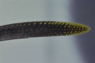 To NMNH Extant Collection (Gymnothorax miliaris FIN035024 Slide 35 mm)