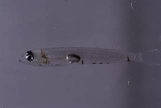 To NMNH Extant Collection (Ctenogobius saepepallens FIN035236 Slide 35 mm)