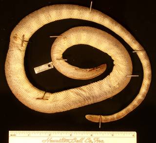 To NMNH Extant Collection (USNM 8995 dorsal)