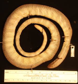 To NMNH Extant Collection (USNM 8995 ventral)