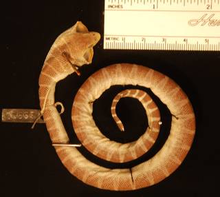 To NMNH Extant Collection (USNM 39951 dorsal)