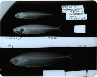 To NMNH Extant Collection (Coryphaena equiselis RAD119573-001)