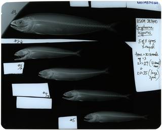 To NMNH Extant Collection (Coryphaena hippurus RAD119574-001)