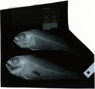 To NMNH Extant Collection (Loxopseudochromis dorypterus RAD119624-001)