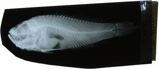 To NMNH Extant Collection (Loxopseudochromis dorypterus RAD119625-001)